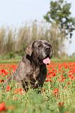 CANE CORSO 003